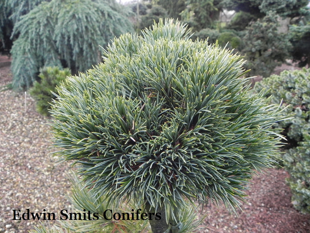 Pinus cembra 'St. Christine'